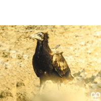 گونه کرکس مصری Egyptian Vulture